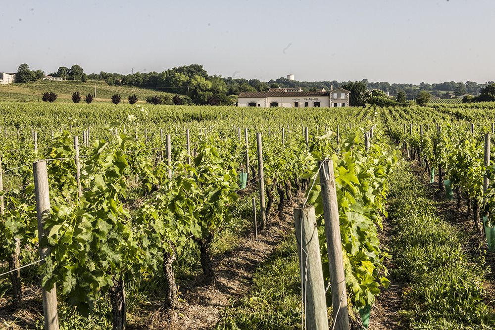 Clos Toumalin - Fronsac