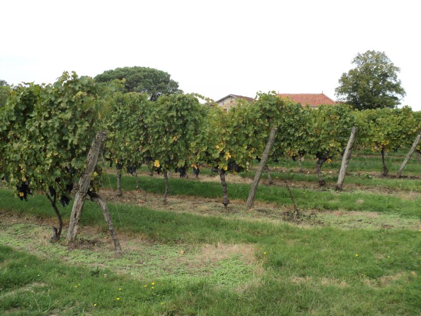 Château la Croix d'Hourquet - Bordeaux