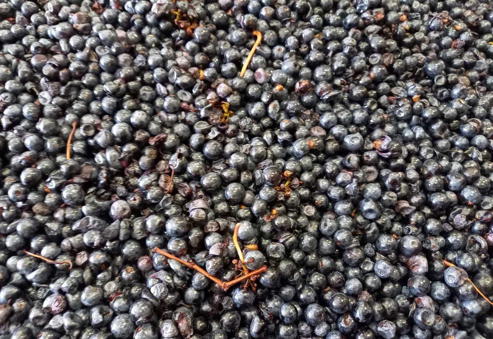Domaine de Quincarnon — photo 8
