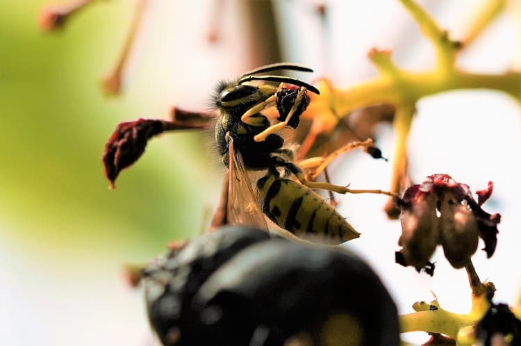 Les guêpes inoculent les levures au raisin