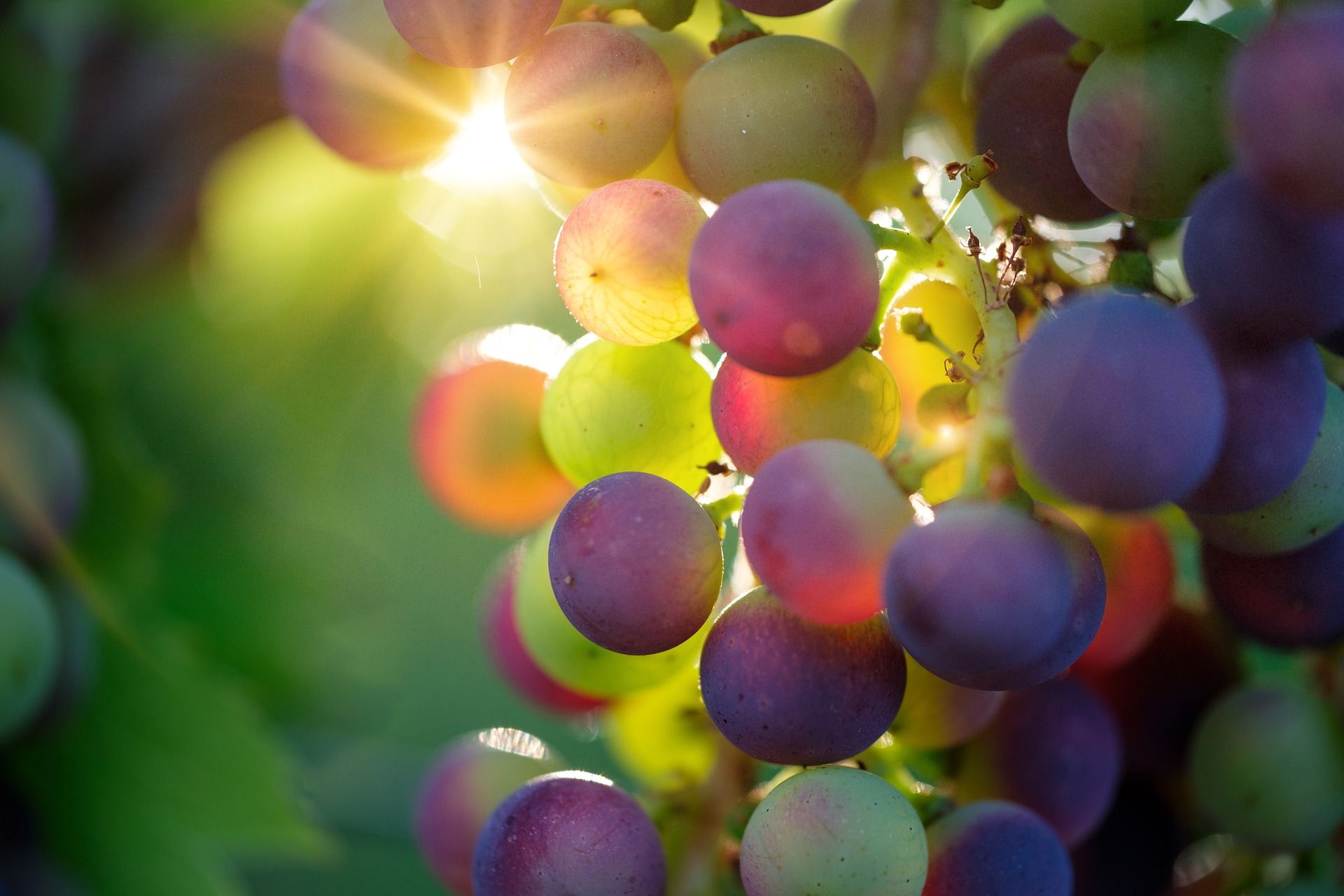 Vignobles Turtaut — photo 3