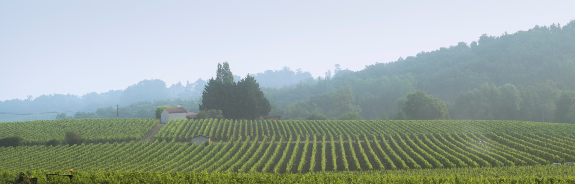 vignoble-meynard