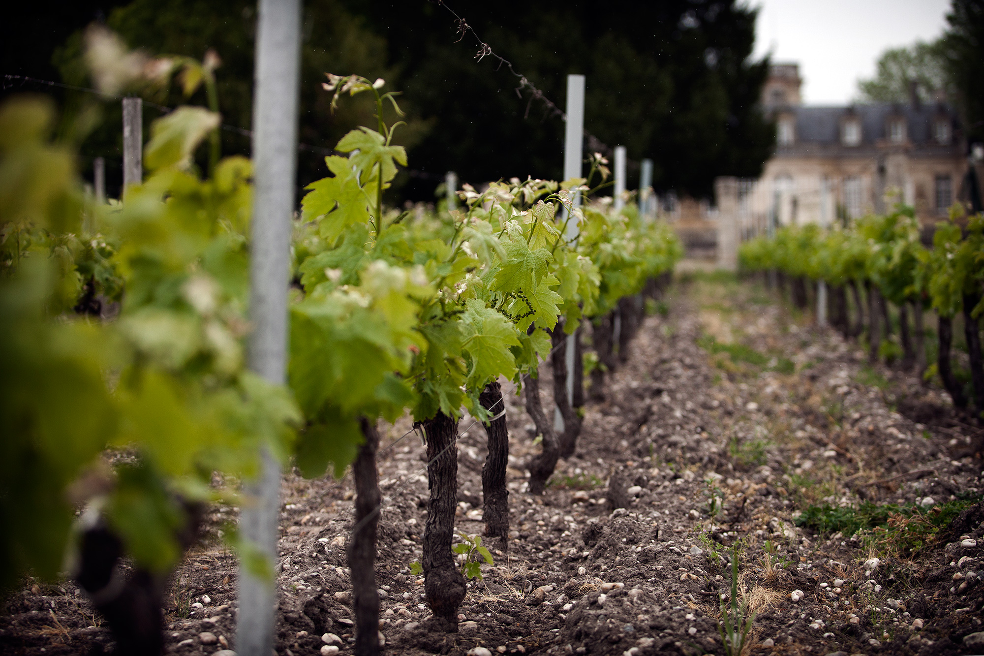 Chateau Beaumont, le chateau, le vignoble