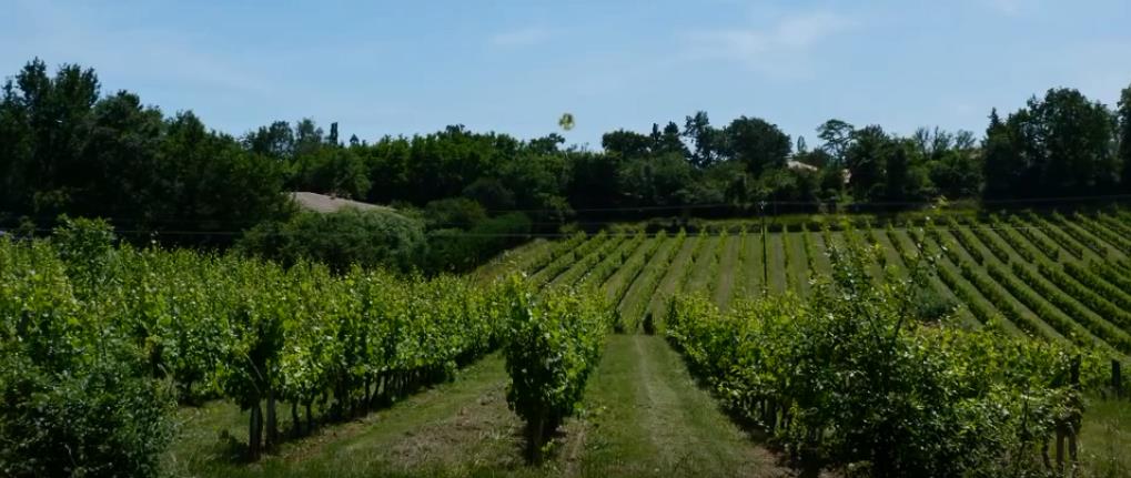 desclaux,cadillac,carignan,bordeaux,vigne