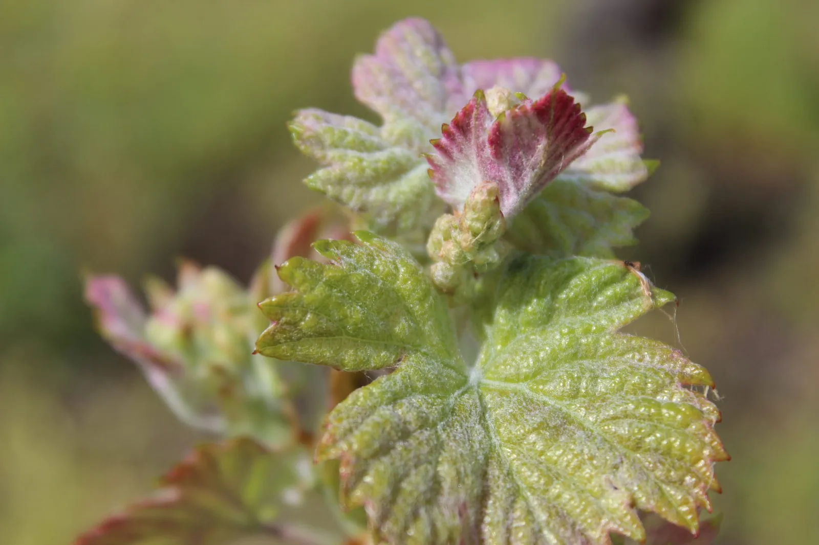Vignes