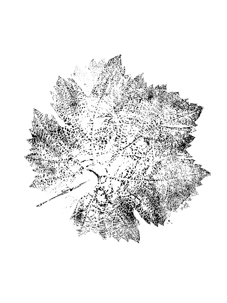 The Cabernet Franc illustration