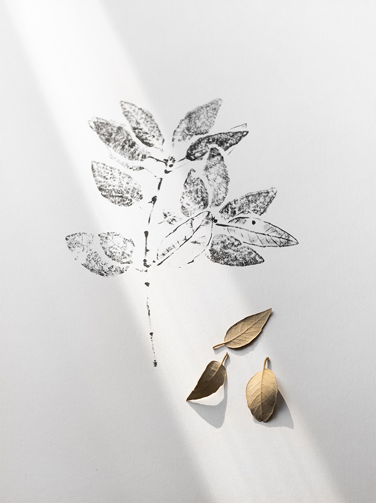 Holm Oak illustration