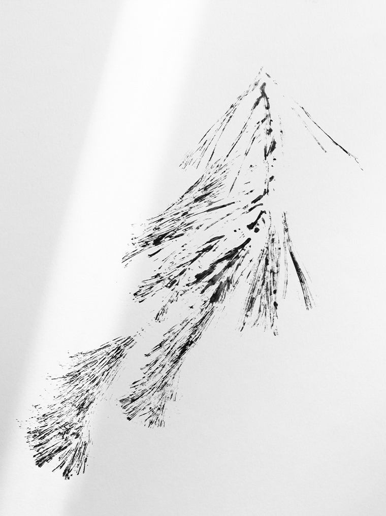 Stone pine illustration