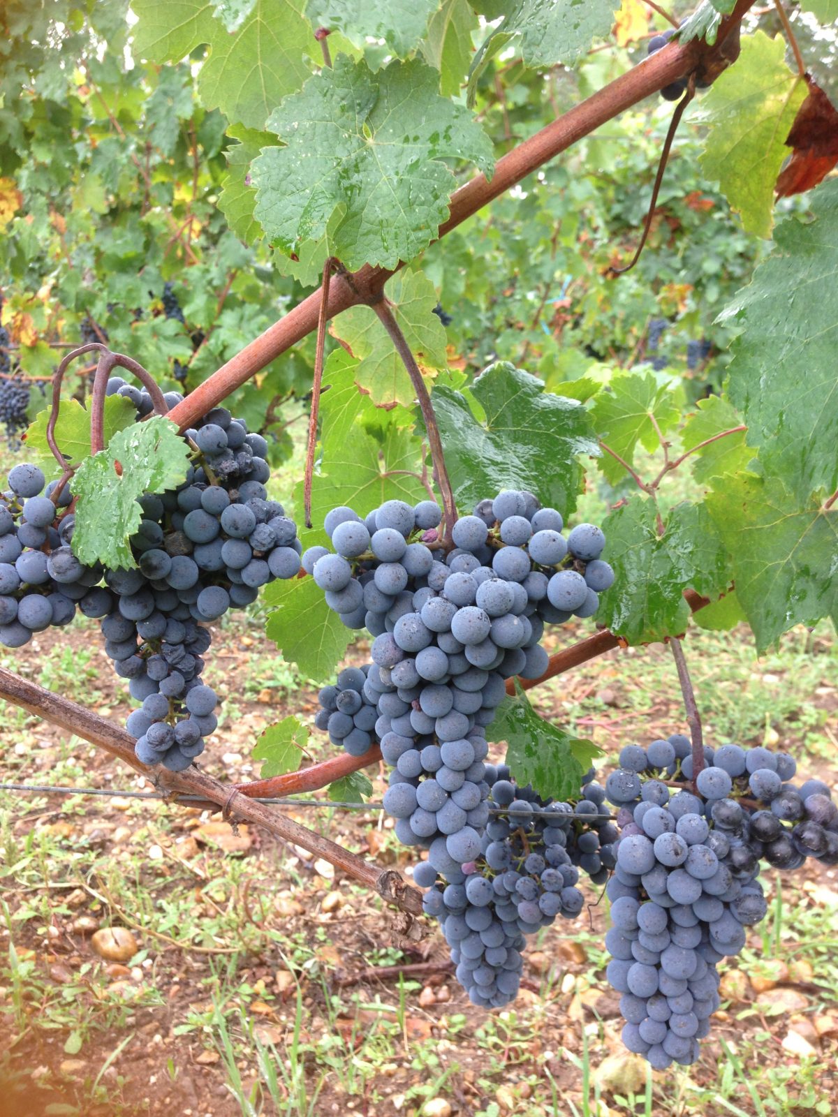 Château Lescaneaut — photo 5