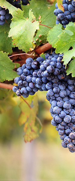 Vignoble du château Lescaneaut