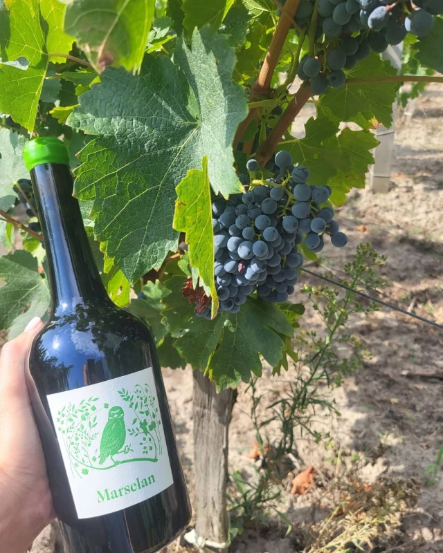 Connaissez-vous le Marselan ?
Né d’un croisement entre le Cabernet Sauvignon et le Grenache, ce cépage encore rare révèle une personnalité unique :
✔️ Une robe intense et profonde
✔️ Des arômes de fruits noirs et d’épices
✔️ Une bouche élégante, souple et harmonieuseAu Château Morillon, nous avons choisi de vous le proposer dans notre cuvée 100% Marselan, afin de révéler toute la richesse aromatique de ce cépage.Un vin à découvrir absolument, disponible dès maintenant sur notre boutique en ligne 🛒 lien en bio
#ChateauMorillon #Marselan #BlayeCotesDeBordeaux #BordeauxWine #WineDiscovery #WineLovers »