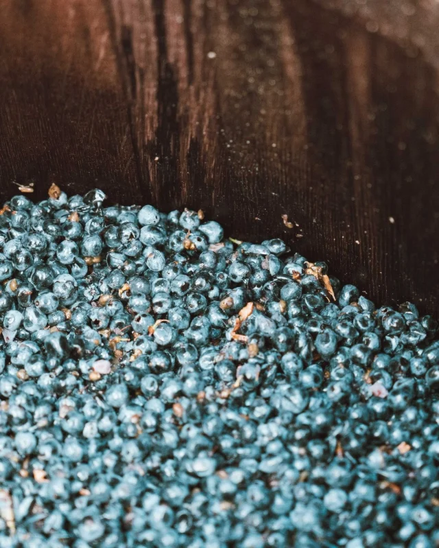 « Comment sait-on qu’un raisin est prêt à être récolté ? ✔️ Une peau fine et souple ✔️ Une pulpe sucrée et parfumée ✔️ Des pépins bruns et croquants Chaque détail compte pour décider du moment idéal 🍇 #Vendanges2025 #chateaumorillon #vinbio #vignebio #blayes #blayais #vindebordeaux #biodiversité #wine #vinrouge #merlot #rivedroite #vendanges #gironde #biodynamie