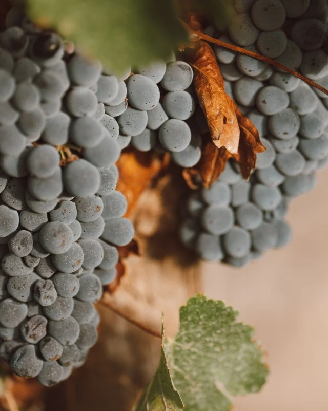 Septembre au Château Morillon 🍇 Les vignes poursuivent leur cycle et la promesse des vendanges approche. Le soleil de fin d’été dore peu à peu nos grappes, prêtes à révéler toute leur richesse. #ChâteauMorillon #vinblaye #blayecotesdebordeaux #Viticulture #biodynamie#Vendanges2025