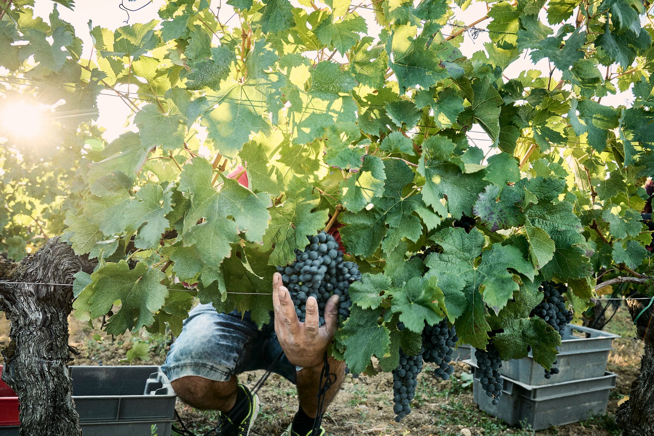 Domaine Baudon — photo 8