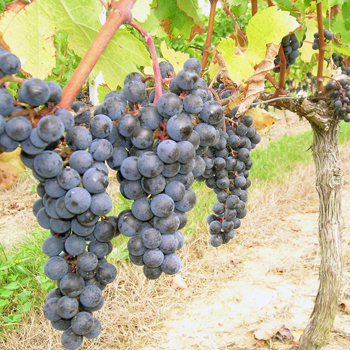 Château Haut Nadeau — photo 4