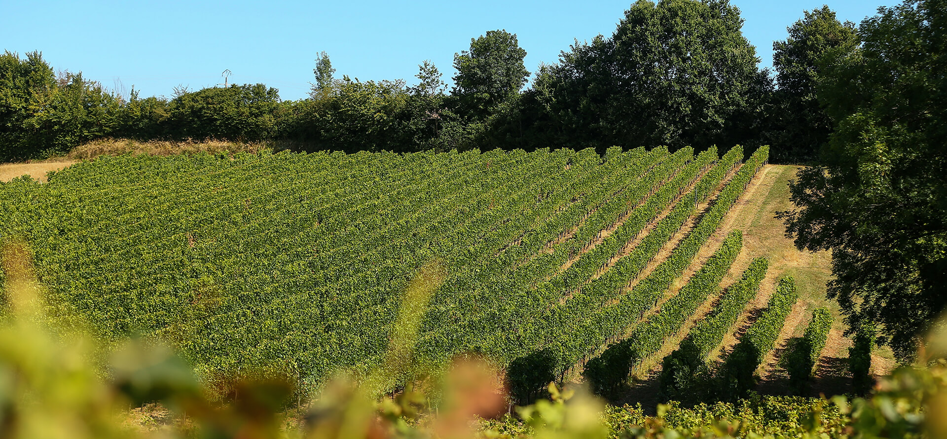 Château Bourceau — photo 3
