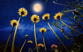 des fleurs qui semblent attirer par la lune
