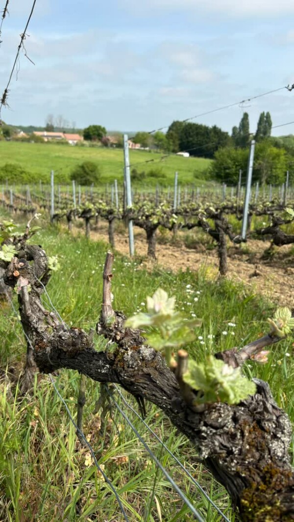 Ça pousse… winelovers instawine organicwine bordeauxpirate bordeauxbio