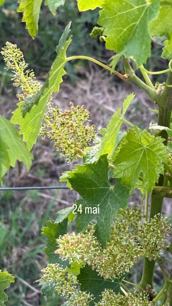 Une belle saison de vigne… pour l’instant! Les inflorescences se sont faites petits pois. Une belle vigueur, pas de maladie… Que demander de plus? Que ça tienne jusqu’aux vendanges! Et, accessoirement, que cette embellie se retrouve aussi sur le marché du vin… bordeauxbio winelovers instawine organicwine vinbio