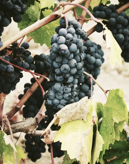 grappe de raisin