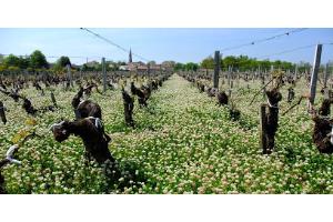Clos Dufourg (Arsac) — photo 3