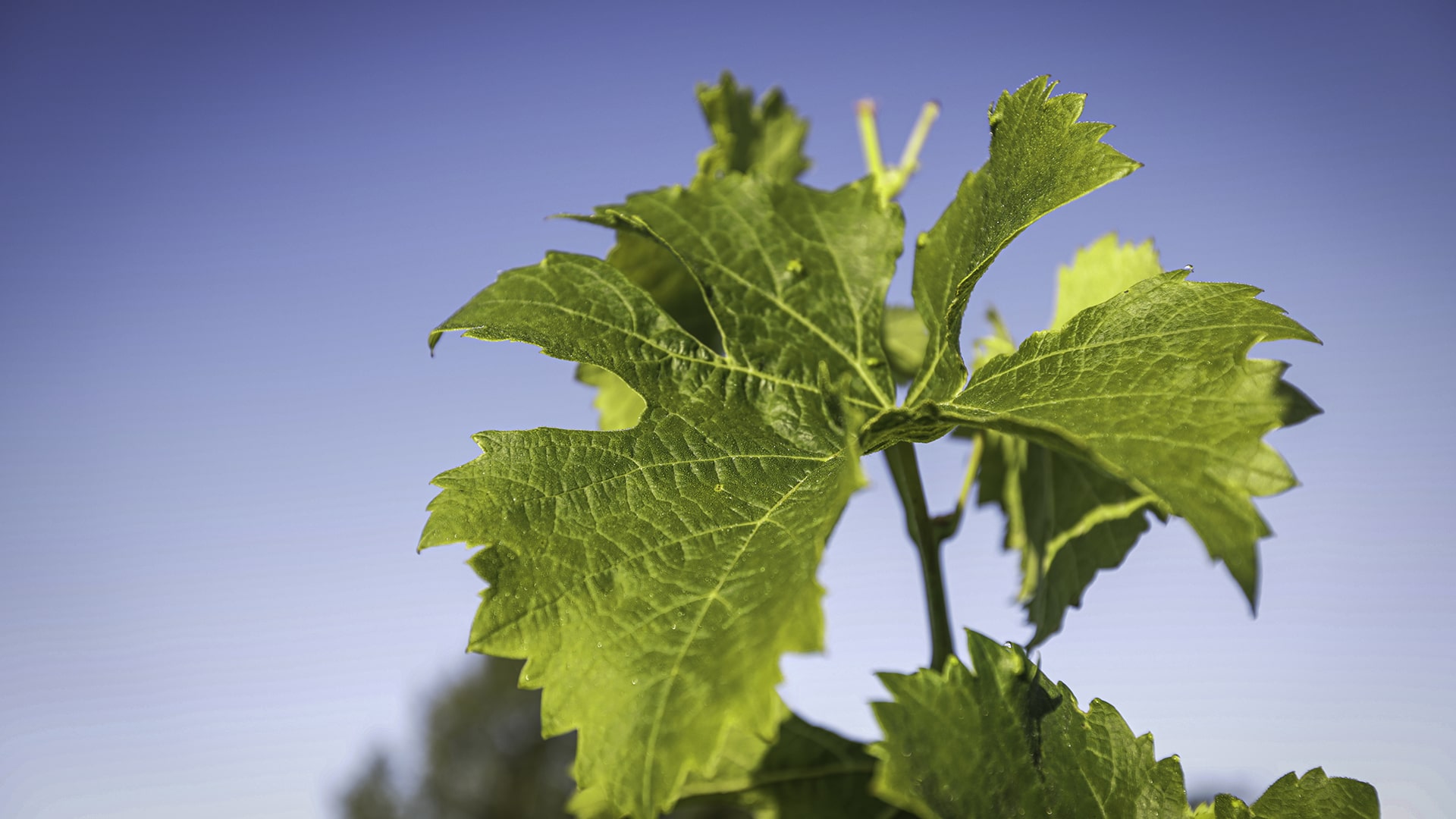 Vignobles Baylet - Vignes 3