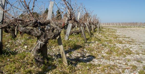 Les vignes légendaires du Médoc