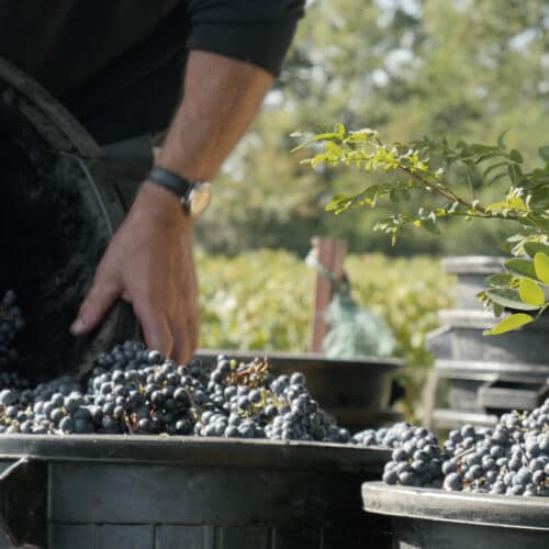 Château Bellegrave - Vendanges