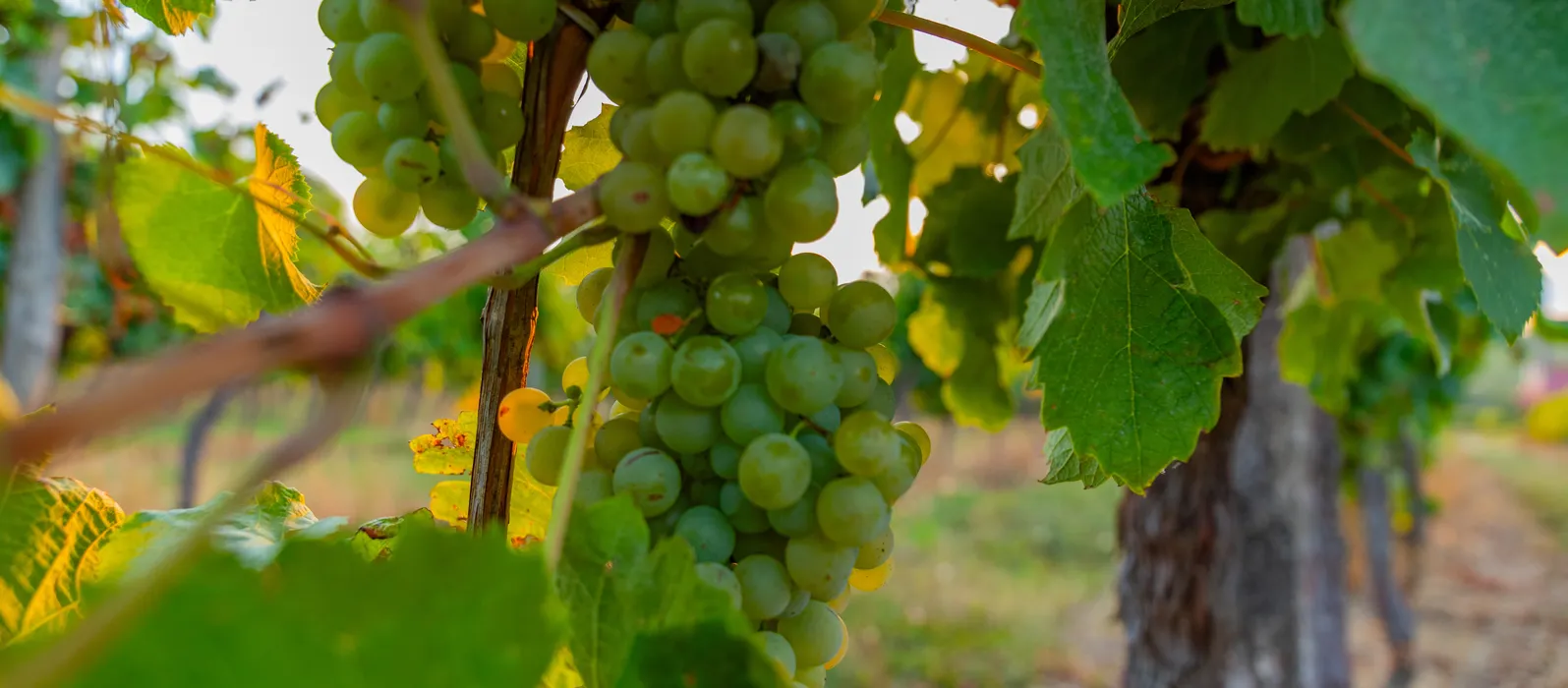 Vigne du vignoble Pougeard