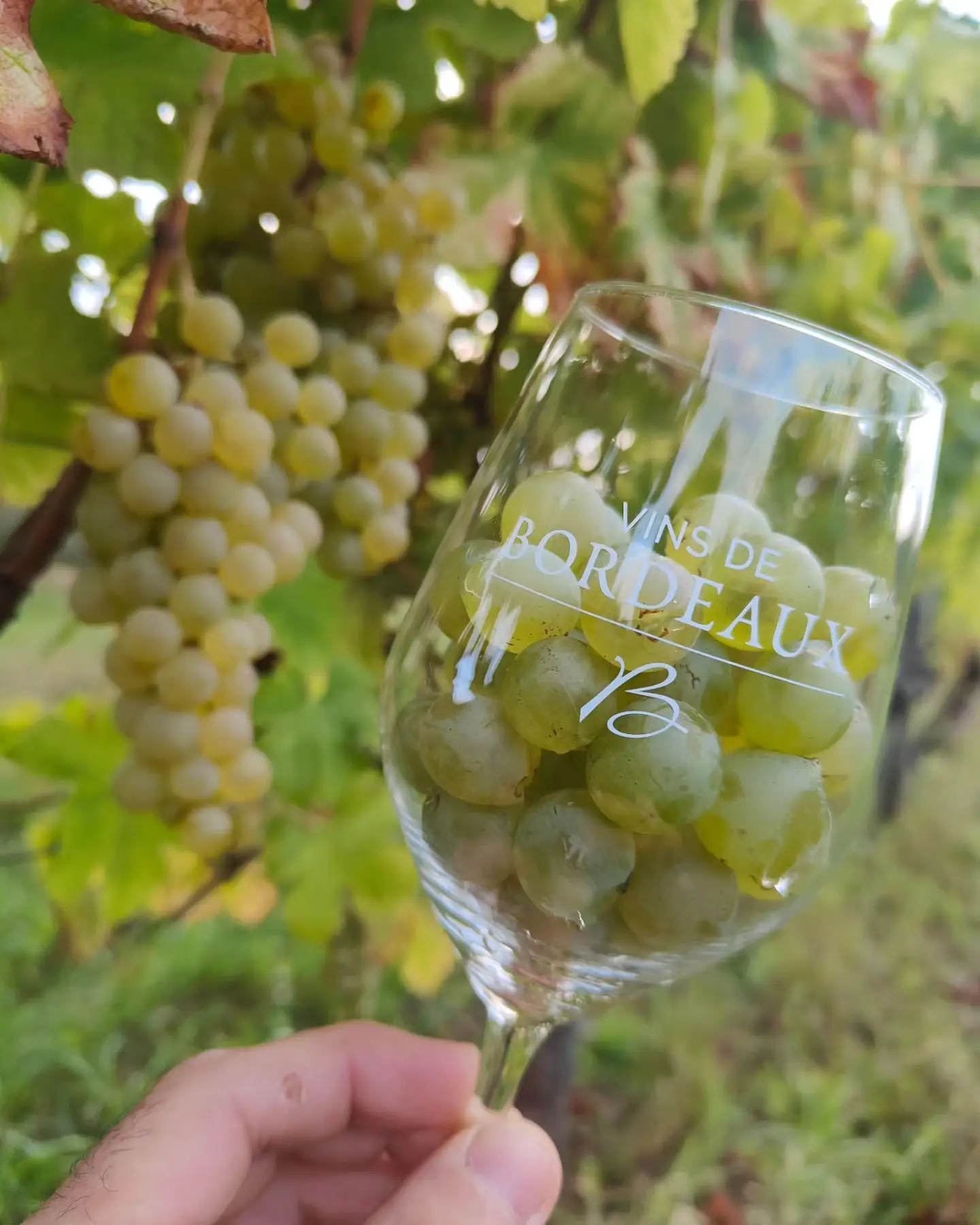 Vignoble_Chateau_Nardique_La_Graviere_vin_domaine_viticole_entre_deux_mers_Bordeaux