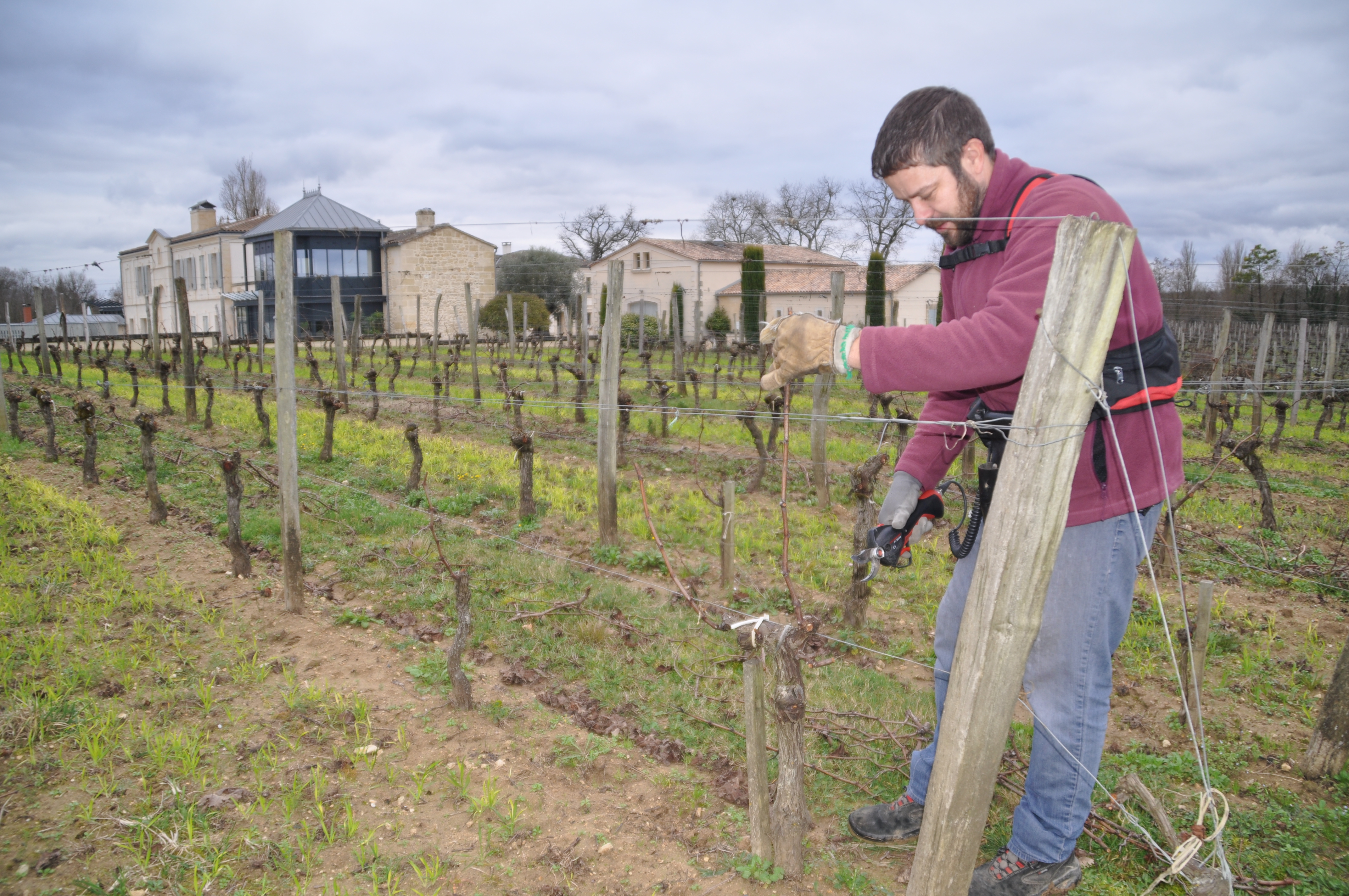 Taille de la vigne en hiver au Château La Rose Perriere