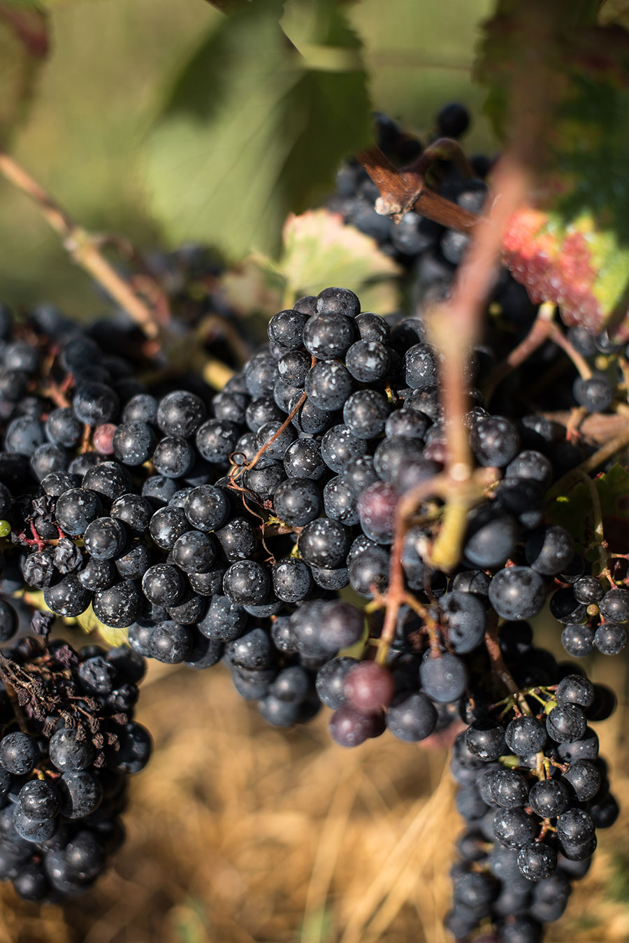 vignes vin de taste