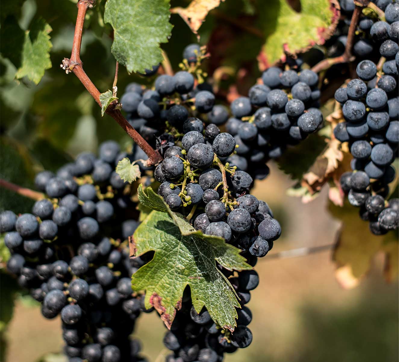 vigne-vin-de-taste-et-barrie