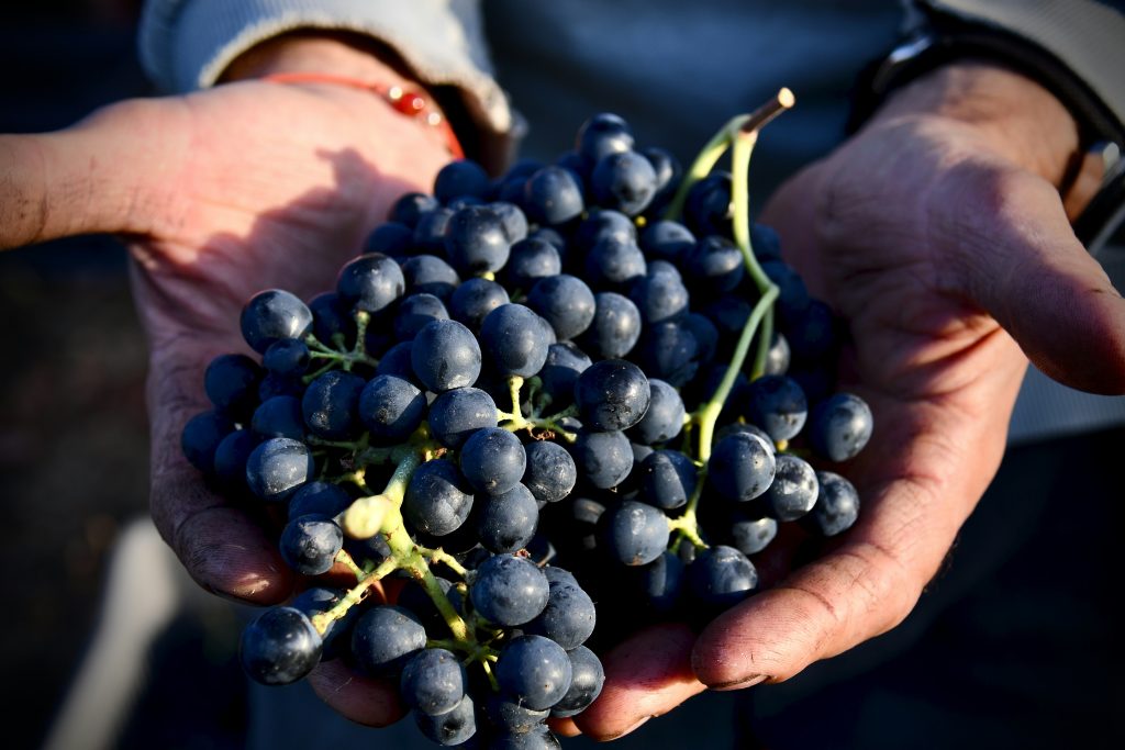Nos vins château le piat