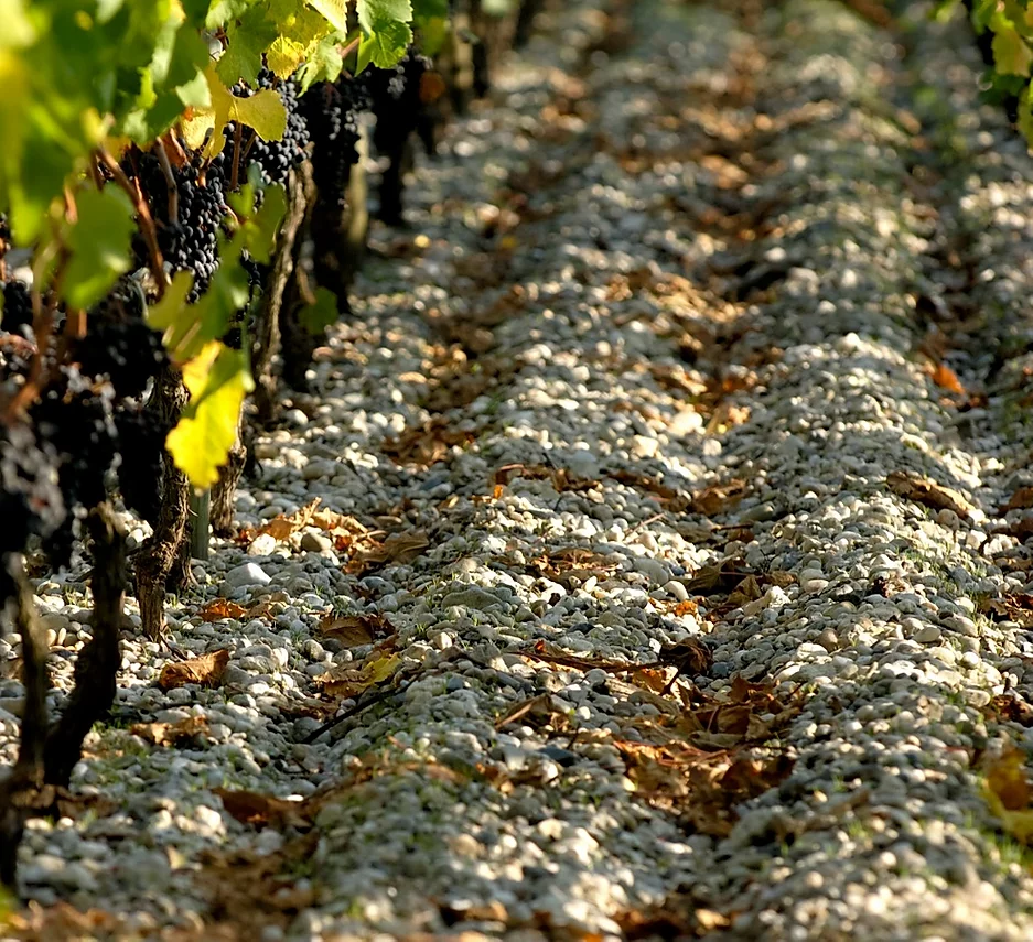 Château Larrivet Haut-Brion — photo 7