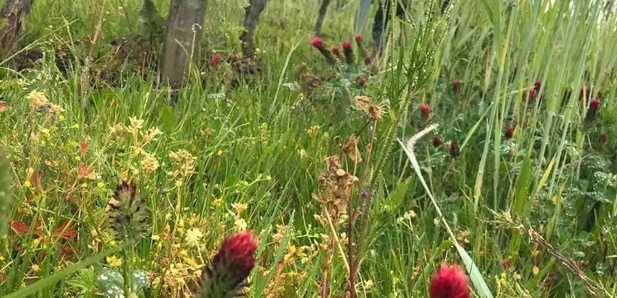 Viticulture biologique au Château Puyfromage : Grand vin de Bordeaux
