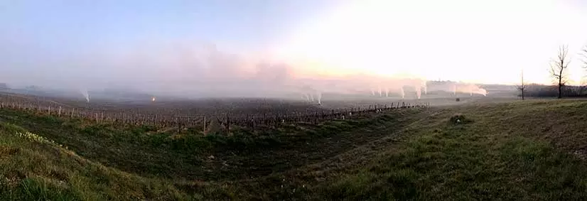 La vigne pousse ! Notre équipe est au travail. - Récolte 2020 Vin Bordeaux