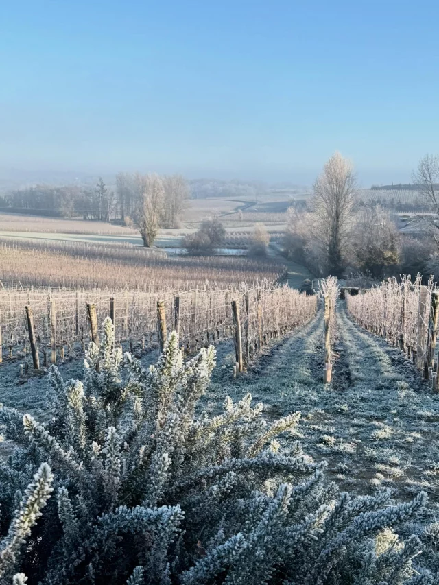Givre du matin | Morning frost ❄️  Sous le givre du matin, la vigne se repose. L’hiver fige le paysage, mais prépare déjà le renouveau. Chaque saison laisse son empreinte sur le terroir.  Under the morning frost, the vines rest. Winter stills the landscape, quietly preparing what comes next. Each season leaves its mark on the terroir.  #chateauvalandraud #saintemilion #hiverdanslesvignes #wintervines #frostmorning