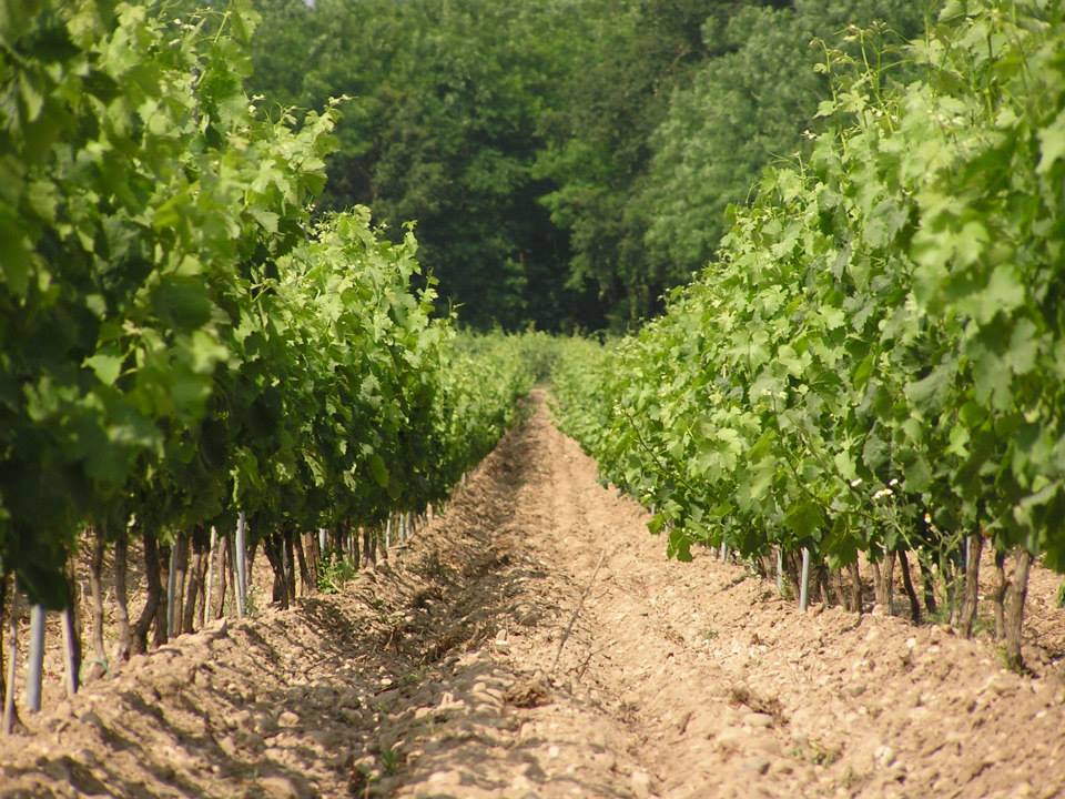 Château Vénus