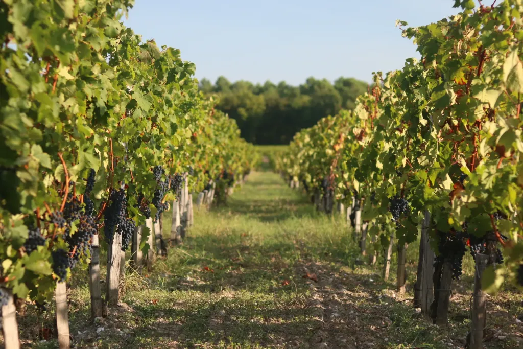Clos de May — photo 2