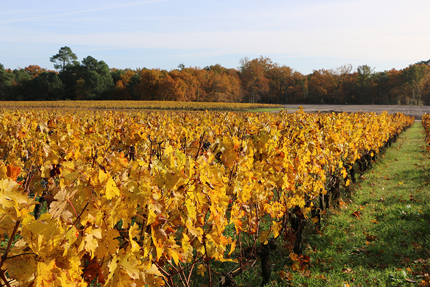 Domaine de Merlet — photo 4