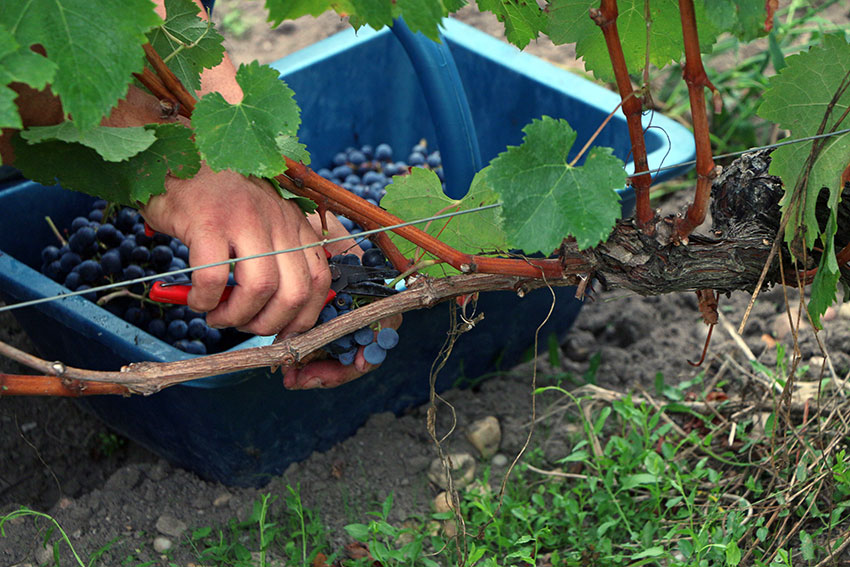 Domaine de Merlet — photo 3