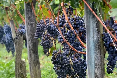 Clos Vieux Rochers — photo 5