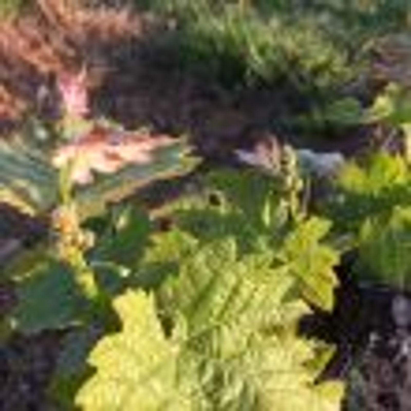 Clos Vieux Rochers — photo 6