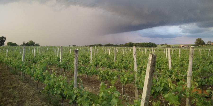 Château Haut Champion — photo 3