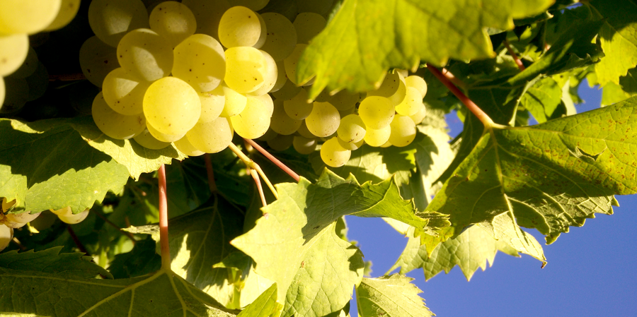 Château Haut Champion — photo 2