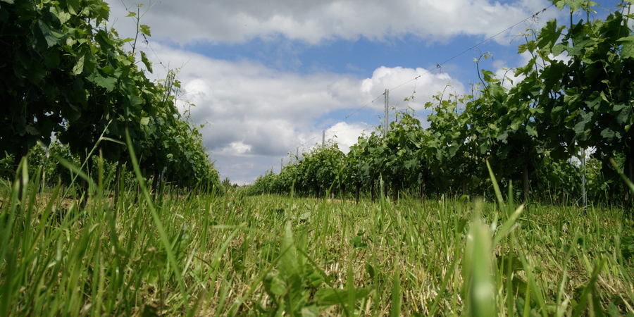 Château Haut Champion — photo principale