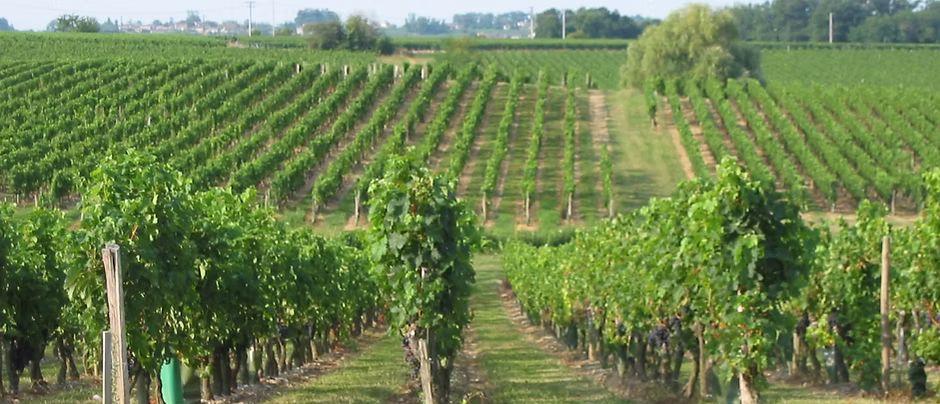 vignoble%2520vue%2520Sud_edited_edited.j