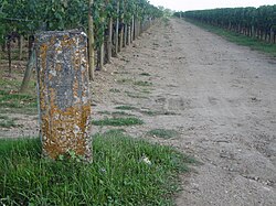 Petrus — photo 5