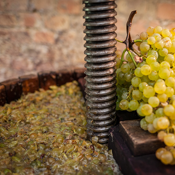vinification raisin blanc, broyeur, égrappoir, traitement des raisins